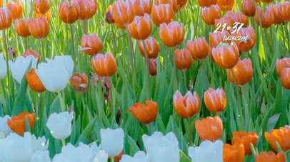 4k清新治愈郁金香