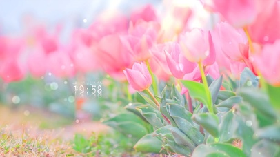 唯美清新治愈郁金香