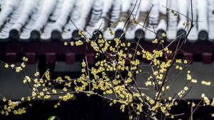 腊梅傲雪