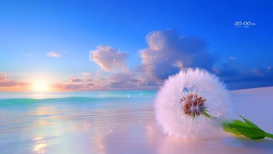 海边的蒲公英