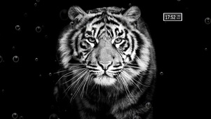 tiger