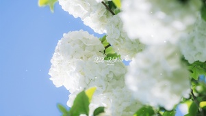 治愈白色绣球花