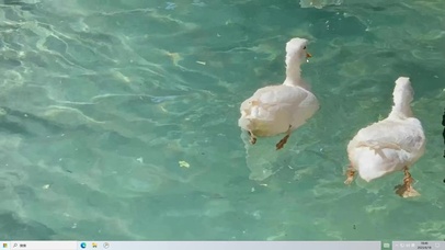 大鹅的夏天  电脑版