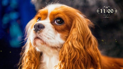 萌萌の狗狗 下载点赞关注发大财
