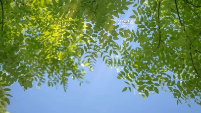 唯美清新治愈绿叶