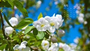 栀子飘香