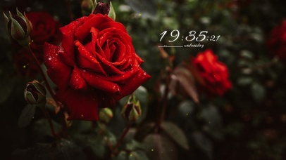 4k高清治愈玫瑰花风景