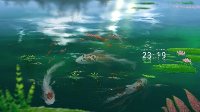 治愈夏日荷花池的鲤鱼