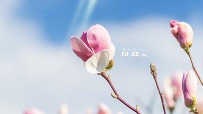 4K唯美治愈木兰盛放