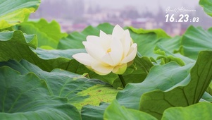 4K治愈荷叶荷花风景