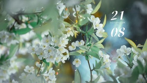 治愈唯美清新落叶白花