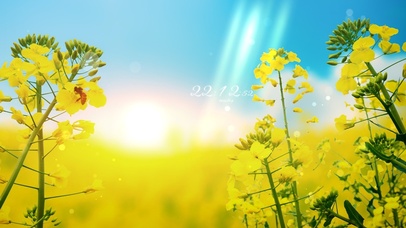 4k 治愈唯美春天油菜花朵