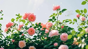 唯美治愈意境壁纸