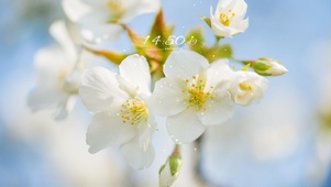初开的白色樱花