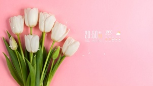 4k清新郁金香桌面