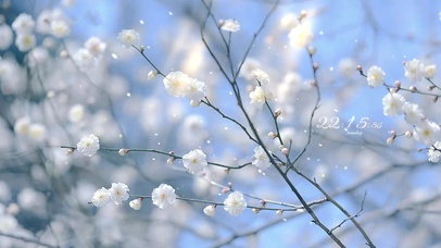 治愈清新飘落的白花