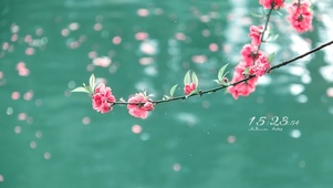 桃花落水