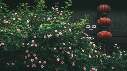 4k 春天的绿色蔷薇花