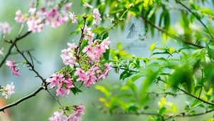 4k 唯美护眼樱花飘落