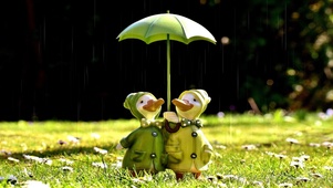 太阳雨下的可爱撑伞小鸭