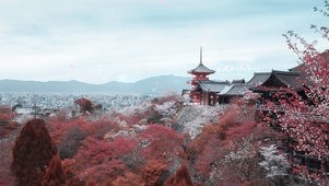 4k 古城红叶樱花