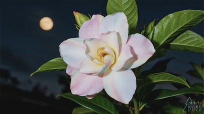 银子II植物系列-栀子花