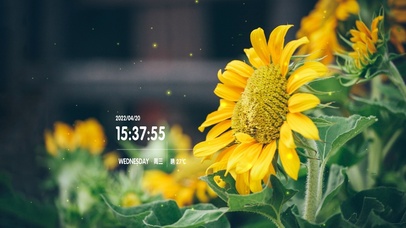 春天摇曳向日葵