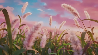 浪漫氛围感狗尾草天空