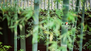 4K 竹林清风