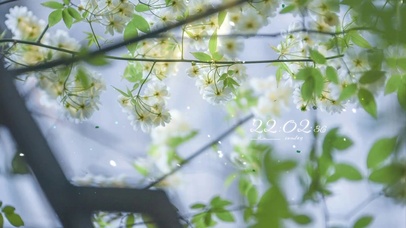 治愈唯美阳光下的鲜花