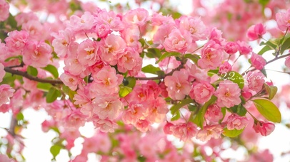 4k 粉嫩桃花朵朵开