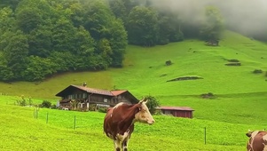 治愈风景①