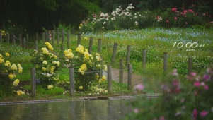 阴雨天·清新4