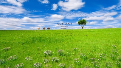 治愈蓝天白云草原的马匹