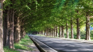 绿荫大道