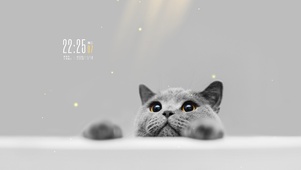 简约猫猫桌面