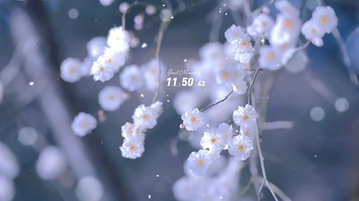 4K唯美治愈护眼素雅樱花