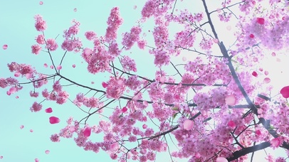蓝天樱花飘落