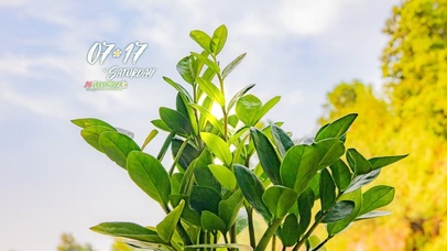 4k高清阳光绿植系列