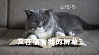 4k高清可爱猫咪系列