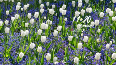 4k清新满屏郁金香桌面