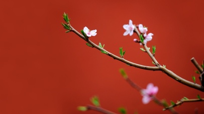 故宫里的植物Ⅰ