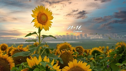 4K 夕阳下的向日葵花海