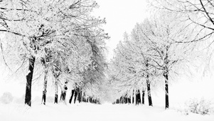 冬季唯美雪花