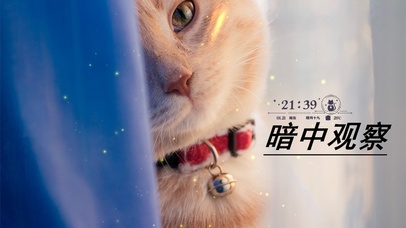 暗中观察喵