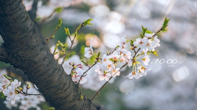 唯美安静樱花