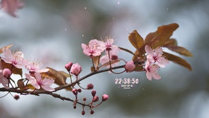 清新治愈花儿盛开