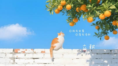 橘子墙头猫咪