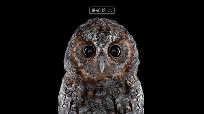 霍格沃兹猫头鹰（含真实时间）