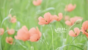 春天粉嫩花丛